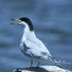 Forster's Tern